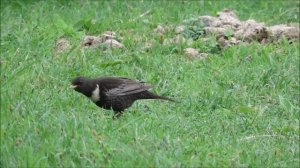 Белозобый дрозд, Turdus torquatus, Mirlo capiblanco, Beflijster, Ringdrossel, Ring Ouze, Kos horský