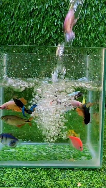 Tangkap ikan #ikan #fish #cutefish #ikanlucu #videoikan #aquariumikan #ikanhias #ikanwarnawarni