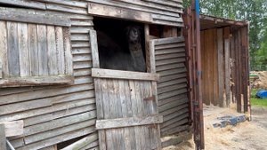 #звезда,#звездаверблюд,#верблюдзвезда#сивка-бурка