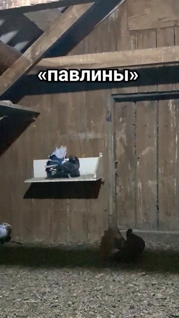 «ПАВЛИНЫ» 🕊️ Голуби с веерным хвостом смотреть онлайн