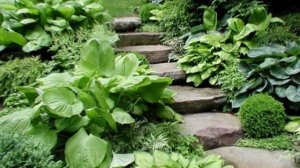 Хосты: Секреты удачного ландшафтного дизайна с королевой тенистого сада🔥 #хоста #хосты #клумба #дач