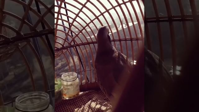 keklik partridge rebhuhn perdiz pernice perdreau الحجل طائر куропатка ptarmigan chukar kabk teeta смотреть онлайн