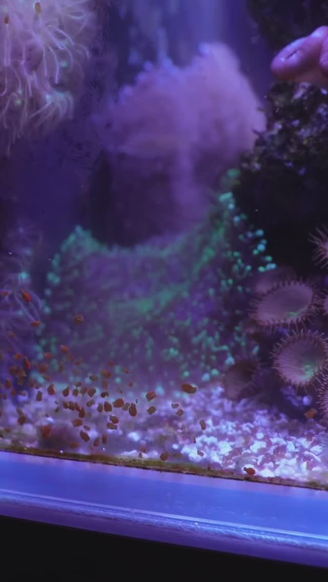 Мандаринка в аквариуме: Страшная правда о поиске смотреть онлайн