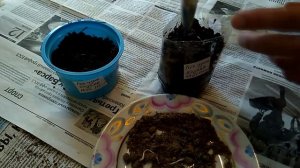 Лох узколистный - размножение семенами - стратификация и посадка