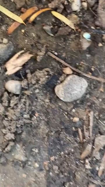 Les fourmis prenne l’anti limace смотреть онлайн