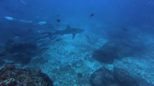 Cocos Island Video Trip Report | Nov 16-26, 2021 смотреть онлайн