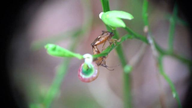 Paring bosbeskielwants / Elasmucha ferrugata смотреть онлайн
