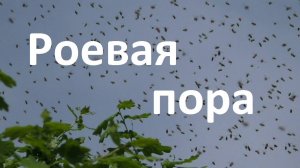 Что я делаю на пасеке в роевую пору