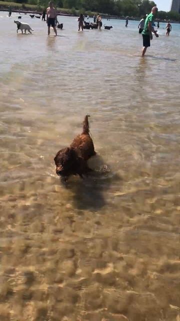 Montrose Dog Beach Follow my instagram on @archerpuppia смотреть онлайн