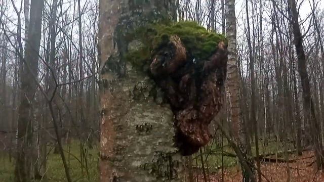 Жизнь в русской деревне "Осенний лес" Life in the Russian village "Autumn forest" смотреть онлайн