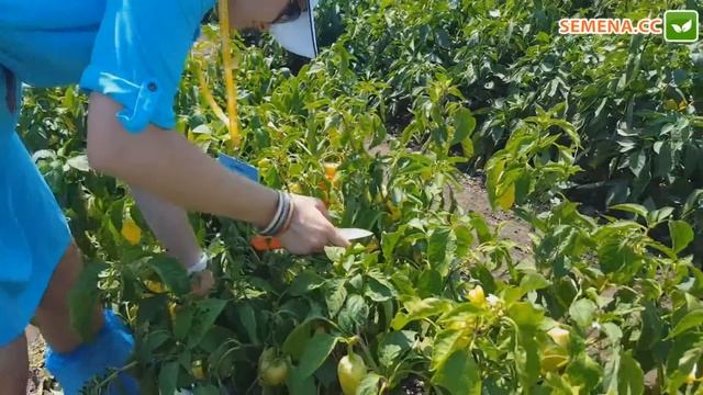 Діментіо F1 перець (Syngenta) плід у розрізі смотреть онлайн