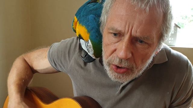 🎸😃летающий тренер птиц