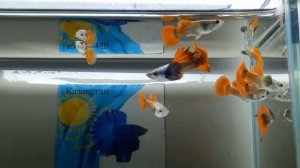 гуппи  Red tail