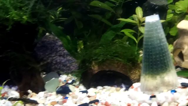 Стурисома Панамская - Sturisoma panamense смотреть онлайн