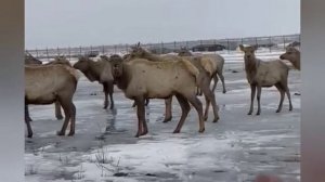 Пантолечебница Зару. Ақтөбе қаласындағы "Зәру" пантоемдеу ортаоығы.