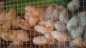 Перепелятам 15 дней