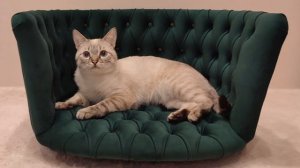 Диван для кошек и собак премиум класса