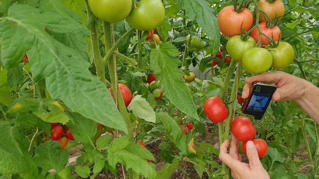 Все томаты укрупнятся и созреют