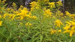 Золотарник из обрубков корней.