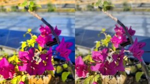 VIVO X100 ULTRA VS Google PIXEL 8A| Camera Test