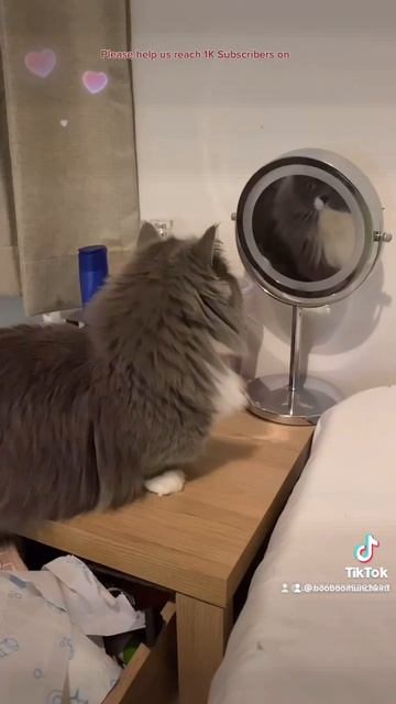 Boo-Boo kitty starring into the mirror #munchkin #cat #shorts смотреть онлайн