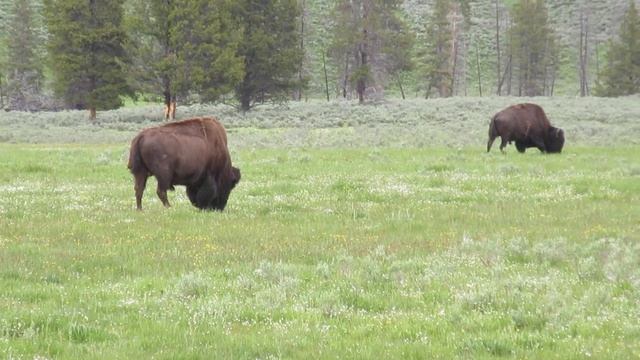American Bison Grazing~Yellowstone National Park June 20, 2023 смотреть онлайн