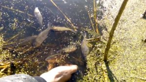 Запускаем карпов в пруд