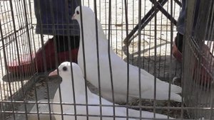 Голубятник Иван Цыган Крассавчик!