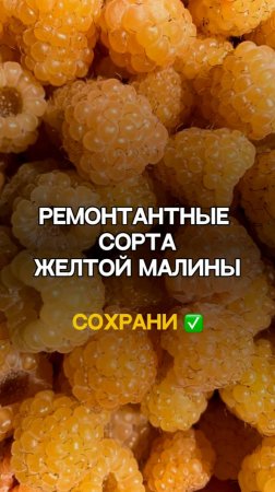 ТРИ лучших сорта желтой малины!