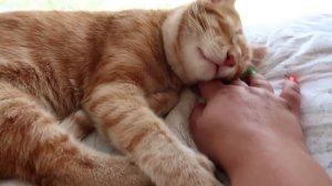 VLOG Сюрприз Даше от Назара. Лена . Костя. Алиса и бабушка уехали