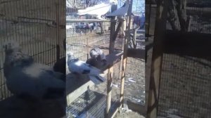 Астраханские голуби Ваня Савченко