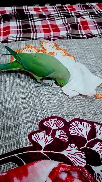 #ytshorts#princykatiyar#viral#pets#tota#sua#trending#masti#pets#tube смотреть онлайн