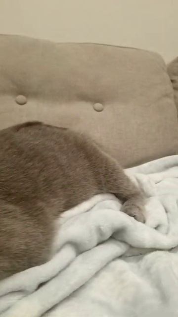 Bubbles the cat. Good Night. Sleep Tight. Russian Blue. chat gato Кот חתול Katze 貓 고양이 قط  Pls subs смотреть онлайн