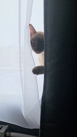 Кошечка 🐈