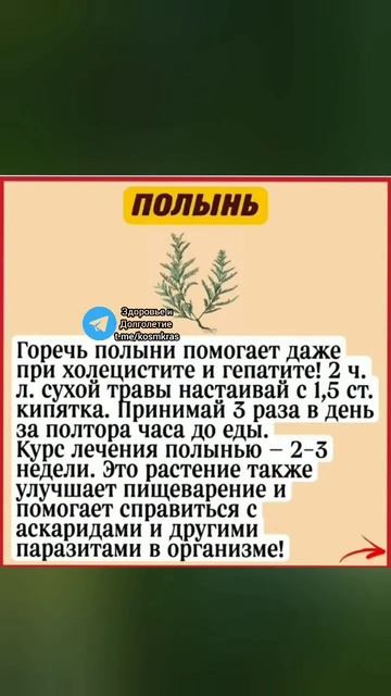 полынь при холецистите и гепатите #здоровье #народныерецепты #народнаямедицина #полезныесоветы