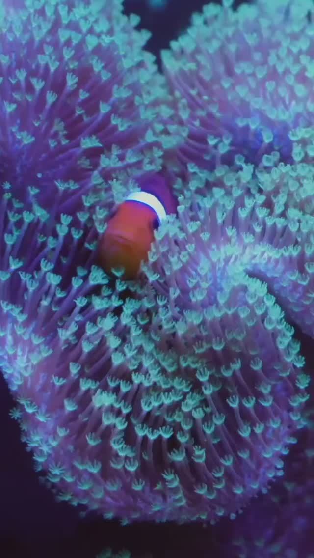 Как выбрать материалы для морского аквариума: полезные советы и правила смотреть онлайн