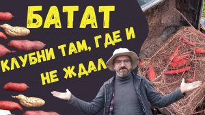 Дополнительный урожай батата! Мелочь, а приятно.