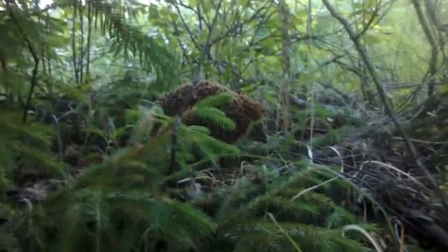 Топтыга 2. Кто не спрятался я не виноват смотреть онлайн