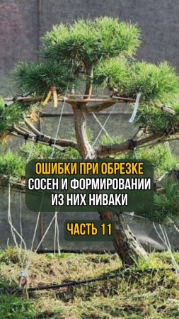 Ошибки при обрезке сосен и формировании из них ниваки. Часть 11
