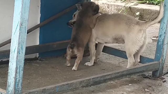 Игра собачек смотреть онлайн