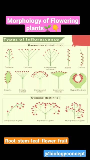 Morphology Of Plants🌱/Neet Biology👨⚕/#shorts #ytshorts #viralshorts #neet #aiims смотреть онлайн