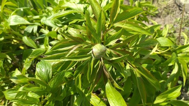 flowers green смотреть онлайн