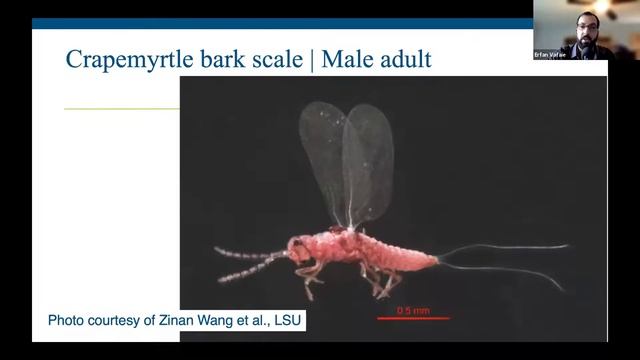Southern Scale Insects: Crapemyrtle Bark Scale, Cycad Scale, & Other Common Scale Pests of TX смотреть онлайн