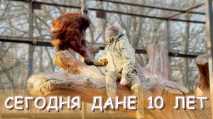 ДАНЕ 10 ЛЕТ! ..Там Дана на ветвях сидит... там кот ученый ходит бродит... Тайган нам сказку оживит!