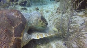 Loggerhead Turtle at Grand Cayman