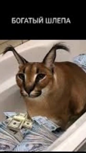 #рекомендации какой ты шлепа по имени смотреть онлайн