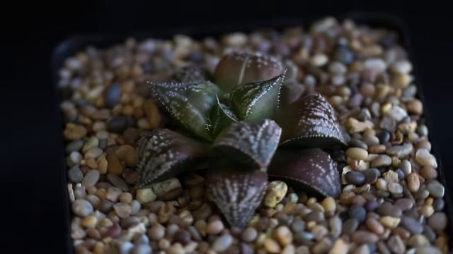 Haworthia Chocolate spider смотреть онлайн