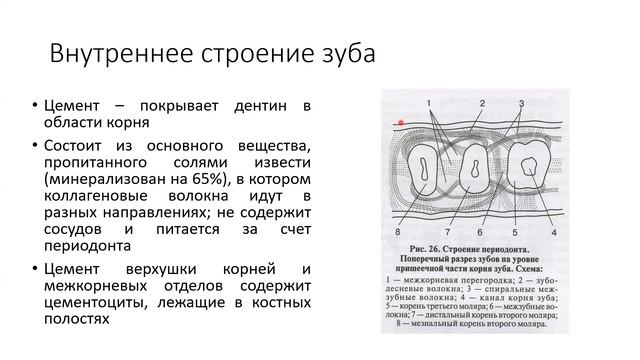 24.2 ЖКТ. Зубы