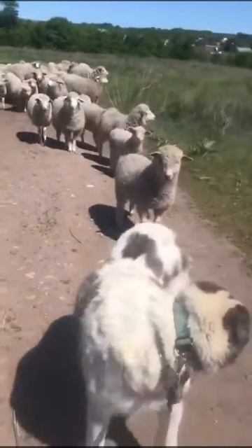 Кинологи в Самаре. Обучение САО алабая охране отары овец.