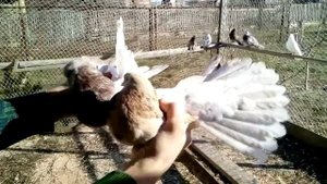 Николаевские голуби. Пары Белые, Молочные и Крымаки. Голуби Украины